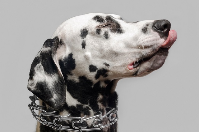 Dog Choke Collar