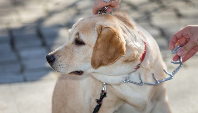 What Is a Dog Choke Collar and Why Would You Use One?